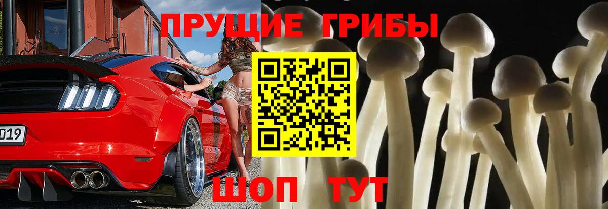 Псилоцибиновые грибы Cubensis Реутов